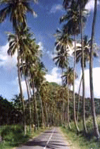 palmen